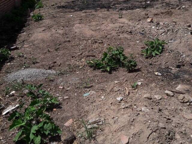 #1375 - Terreno para Venda em Paulo Afonso - BA - 3